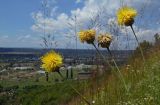 Centaurea orientalis. Верхушки побегов с соцветиями (посредине - два отцветших). Республика Адыгея, г. Майкоп, восточнее пос. Победа, луговой склон. 24.06.2017.