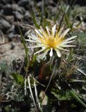 Taraxacum albescens