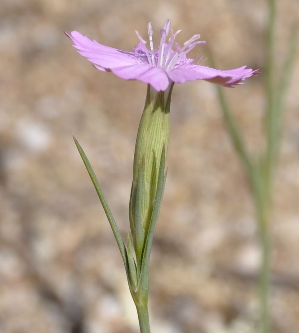 Image of Dianthus gracilis specimen.