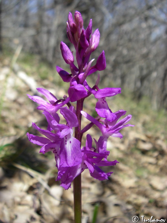 Image of Orchis mascula specimen.