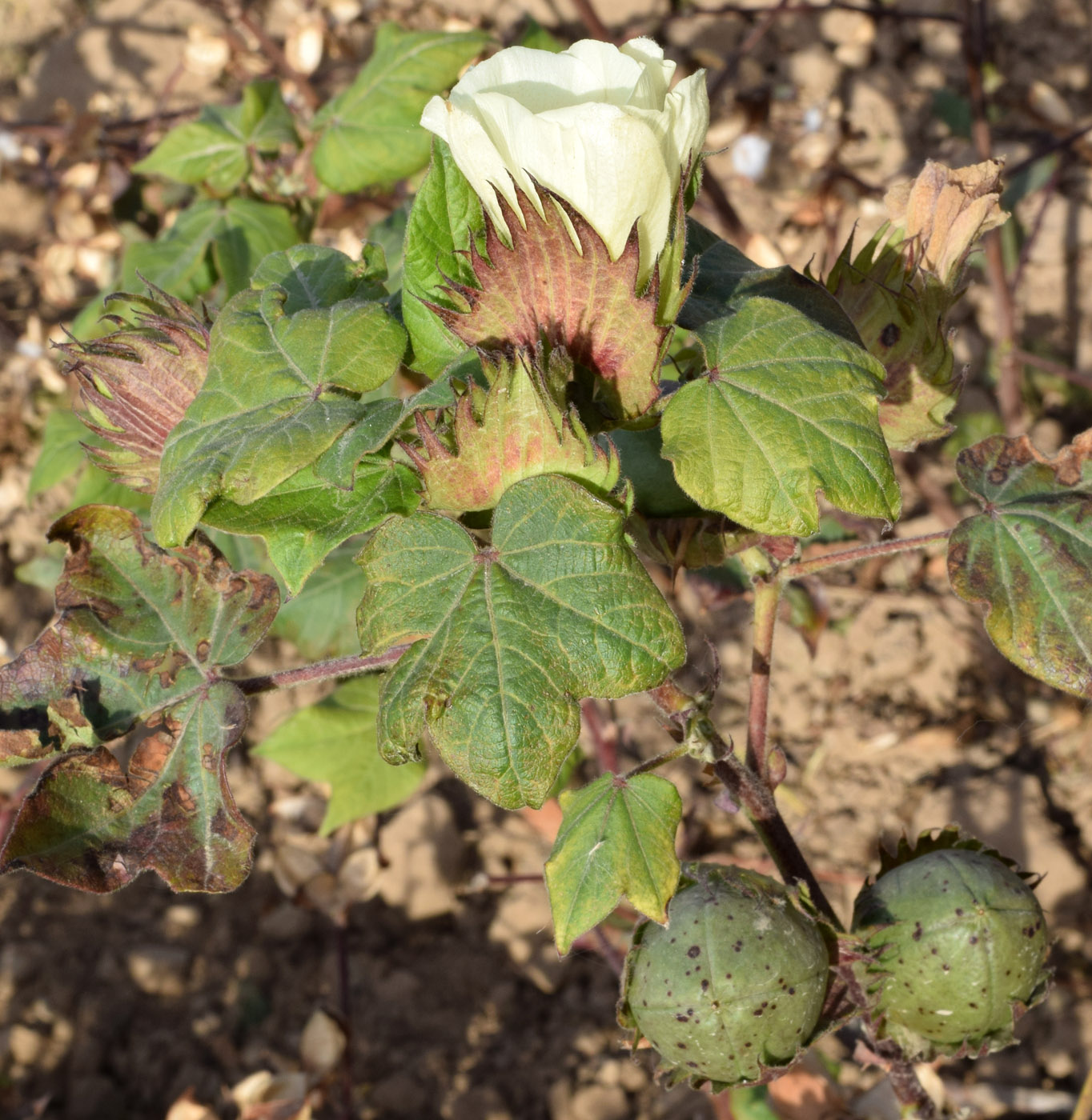 Изображение особи Gossypium hirsutum.