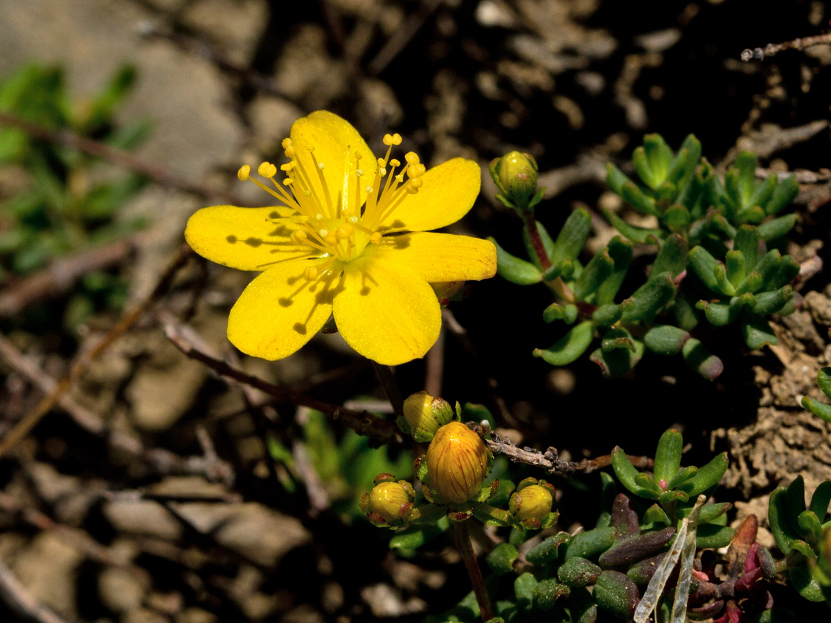 Image of Hypericum trichocaulon specimen.