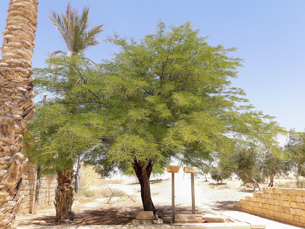 Prosopis Alba Изображение особи Плантариум 6412