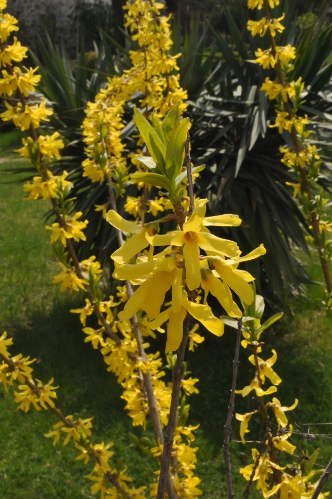 Image of genus Forsythia specimen.