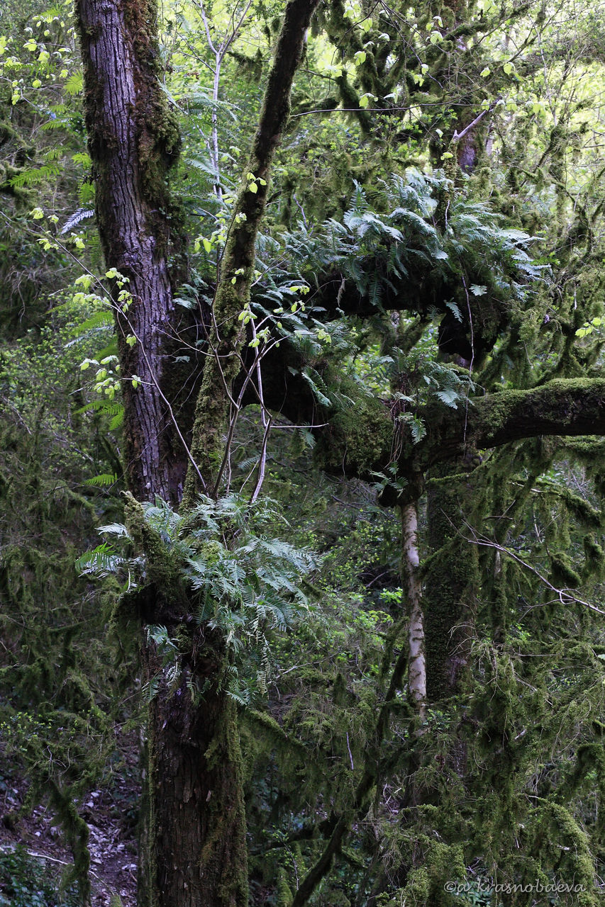 Image of Polypodium vulgare specimen.