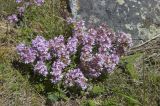 Thymus elisabethae. Цветущее растение. Кабардино-Балкария, Приэльбрусье, нижняя часть долины р. Ирик. 17.07.2008.