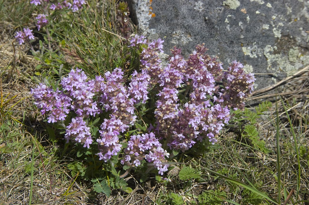 Image of Thymus elisabethae specimen.