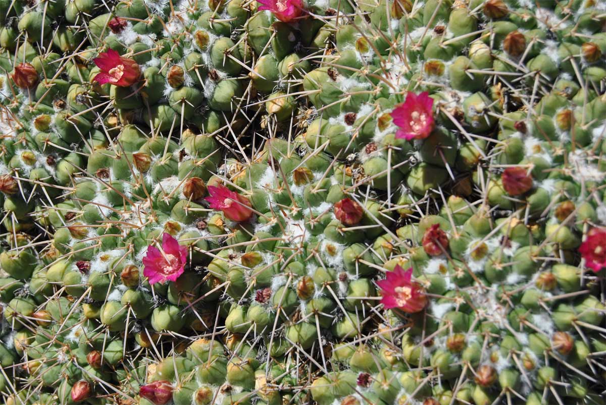 Image of Mammillaria compressa specimen.