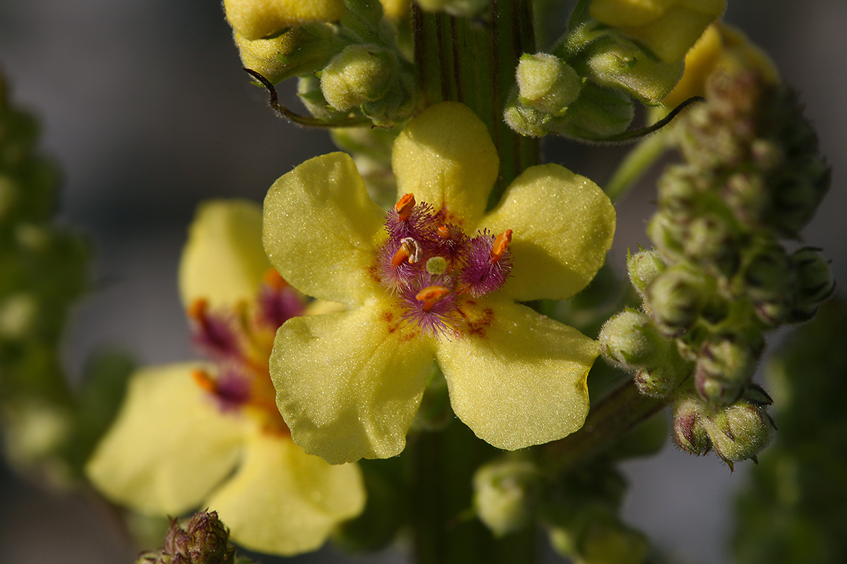 Image of Verbascum nigrum specimen.