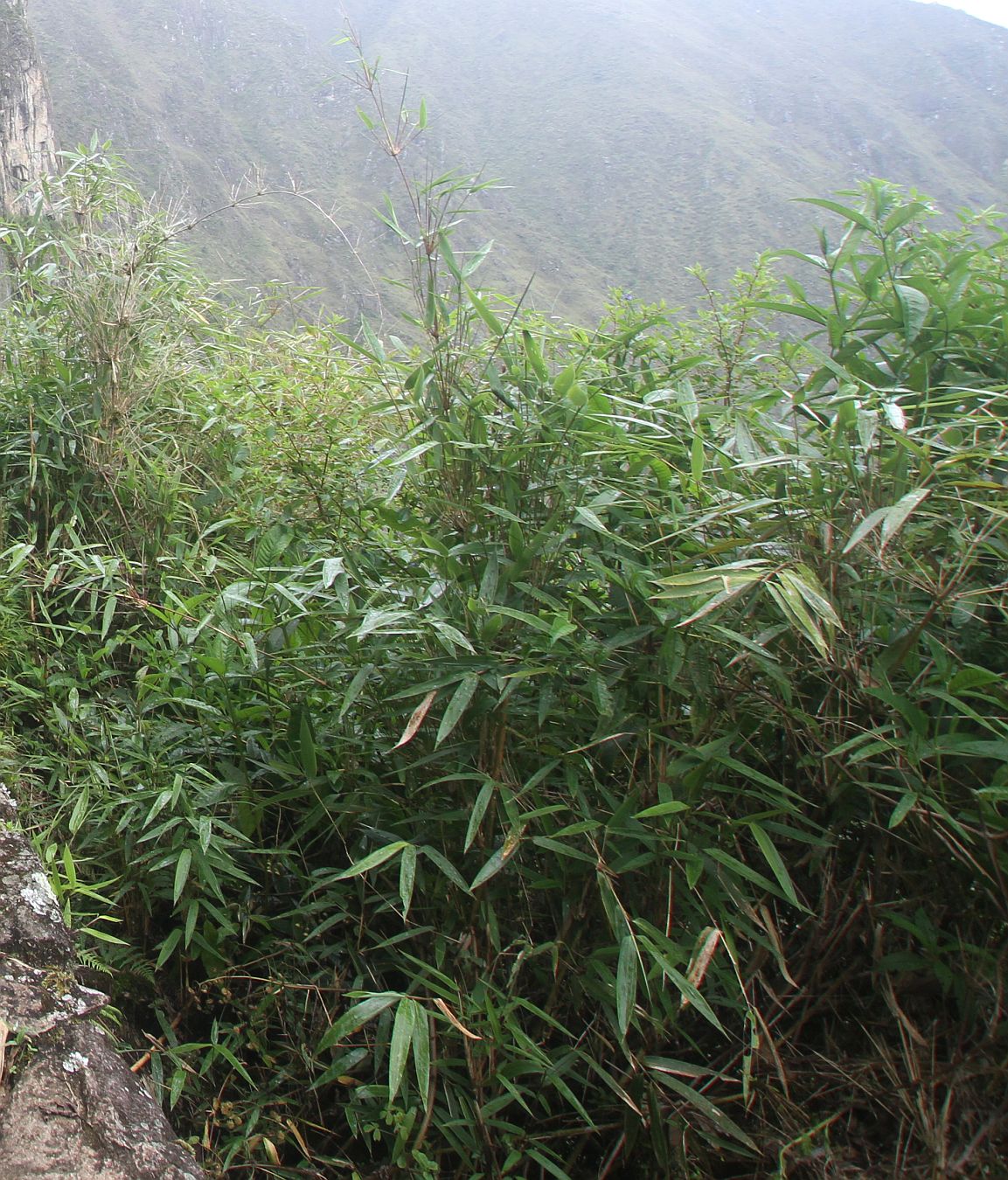 Image of familia Poaceae specimen.