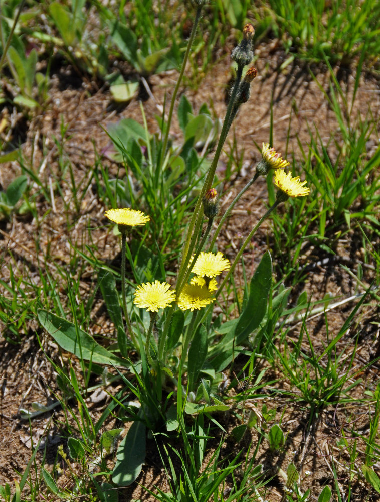 Image of Pilosella officinarum specimen.