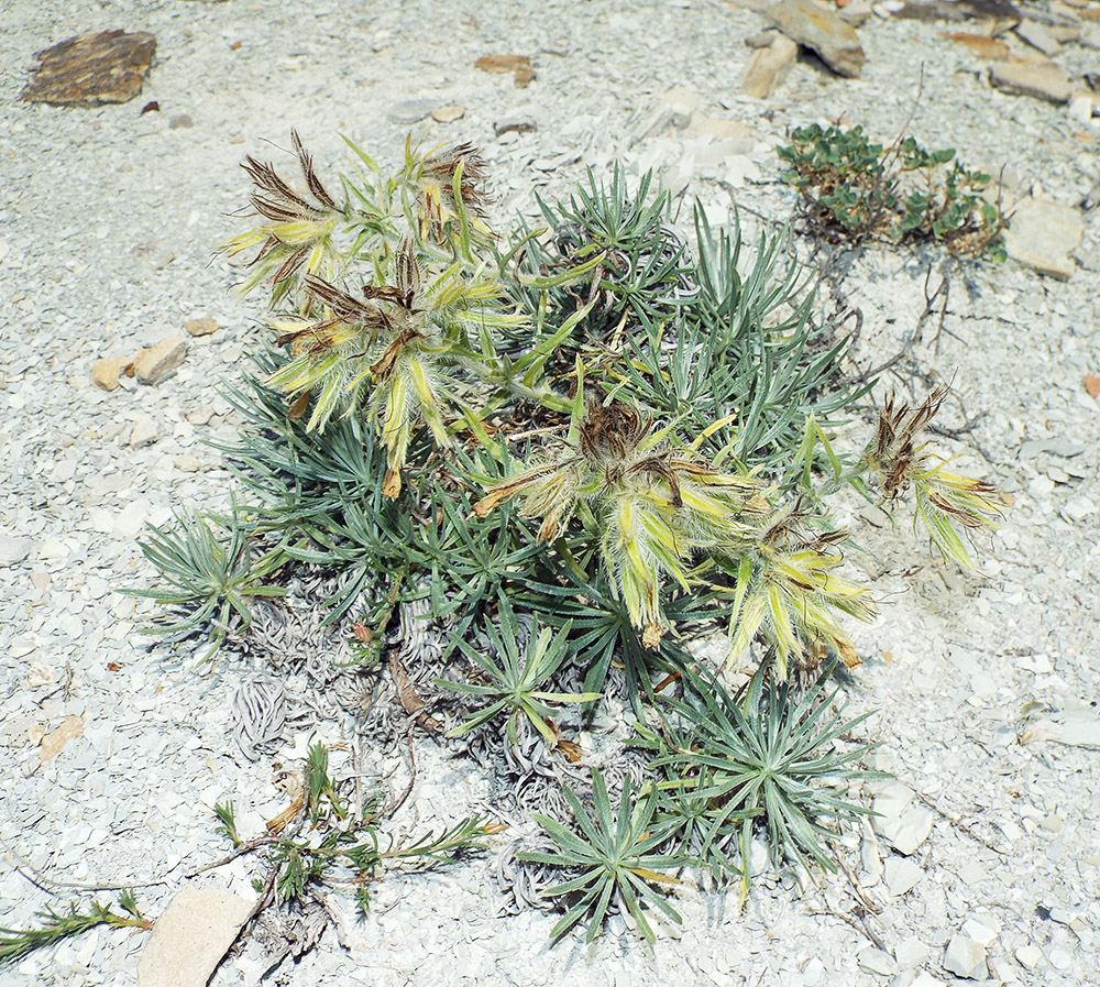 Image of Onosma polyphylla specimen.