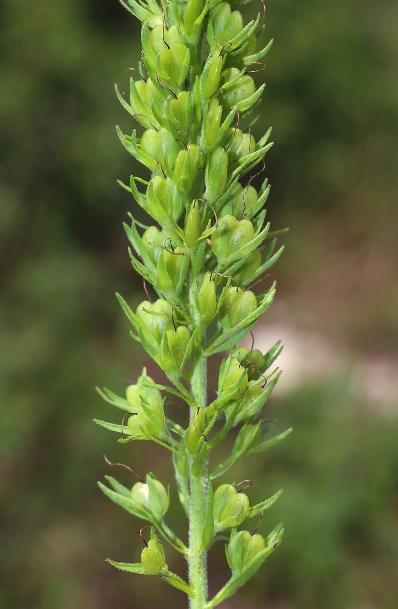 Image of Veronica teucrium specimen.