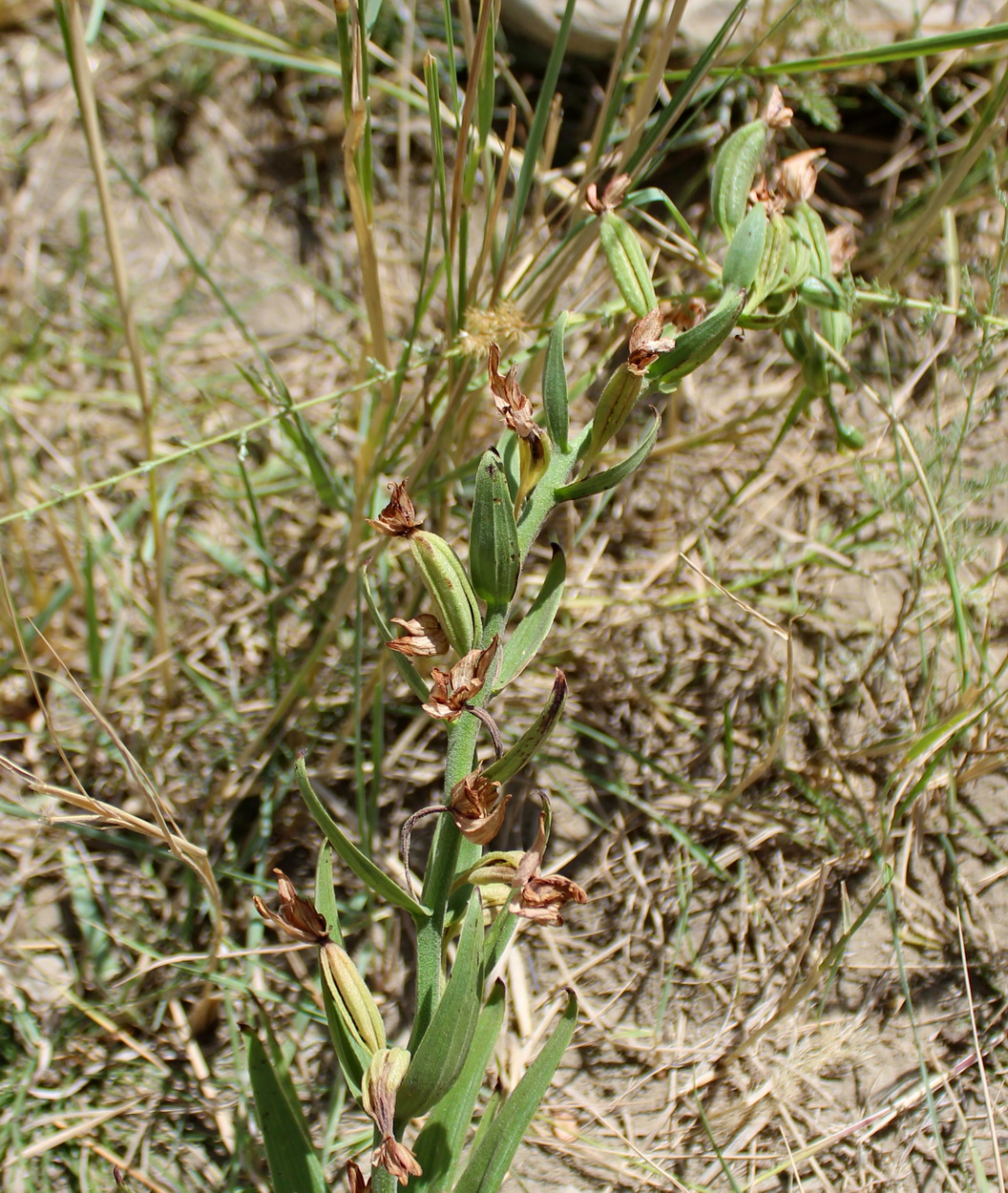 Изображение особи Epipactis veratrifolia.