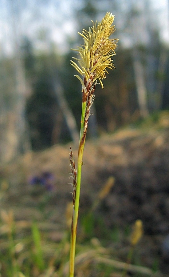 Image of Carex macroura specimen.