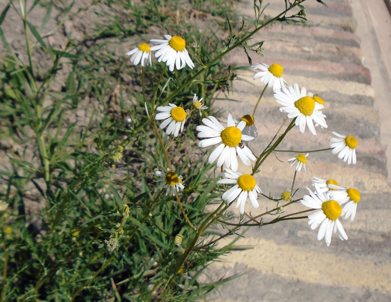 Image of Tripleurospermum inodorum specimen.