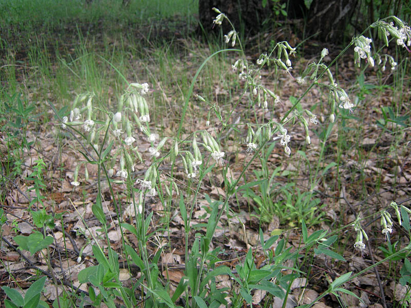 Изображение особи Silene nutans.