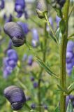 Aconitum &times; stoerkianum