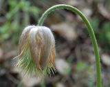 Pulsatilla patens. Завязавшийся сборный плод. Новосибирская обл., Новосибирский сельский р-н, правый обрывистый берег р. Обь. 31.05.2010.