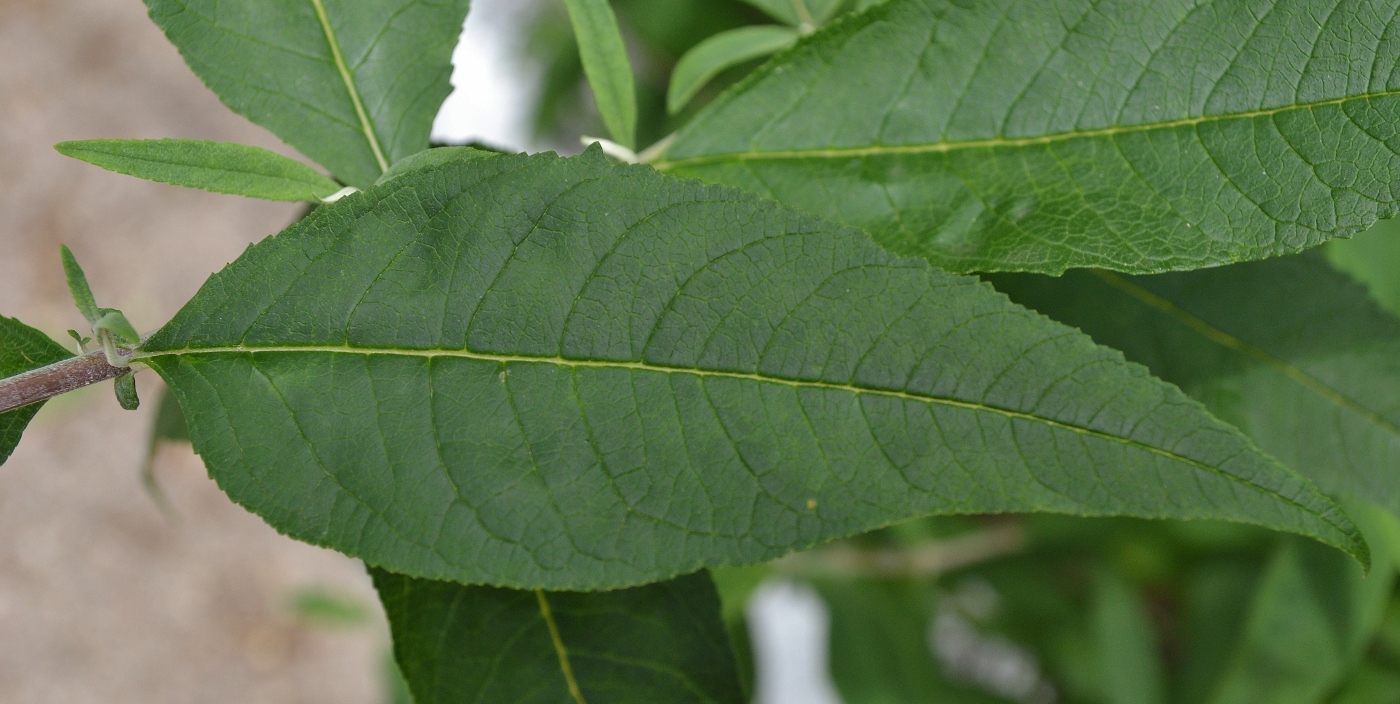 Изображение особи Buddleja davidii.