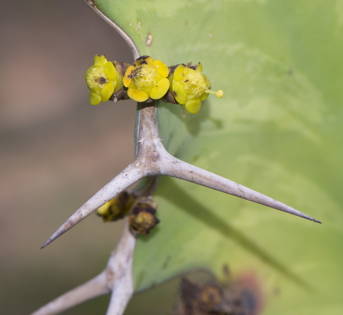 Image of Euphorbia grandicornis specimen.