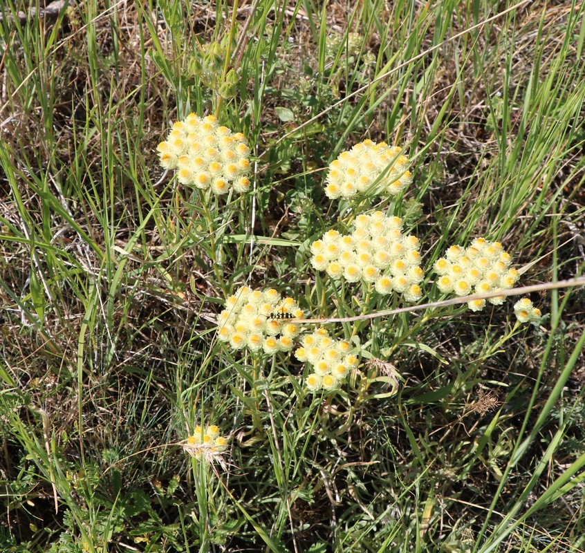 Изображение особи Helichrysum armenium.