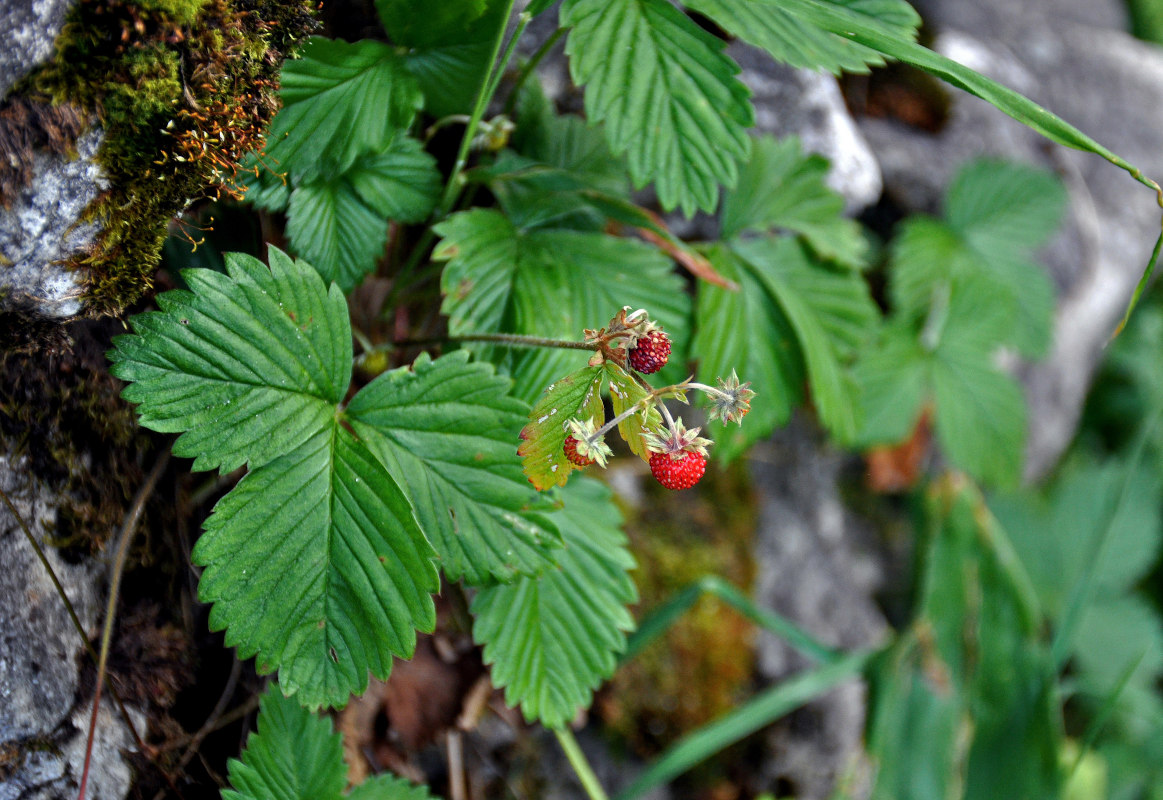 Изображение особи Fragaria vesca.