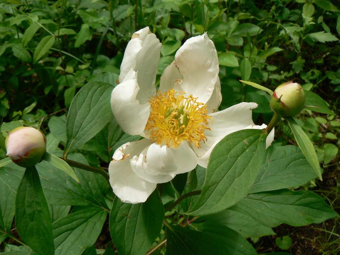 Image of Paeonia lactiflora specimen.