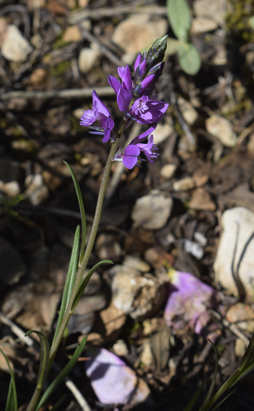 Image of Polygala nicaeensis ssp. gerundensis specimen.