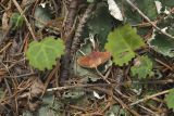 Peltigera leucophlebia