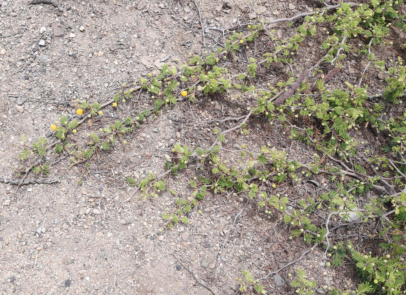 Image of Vachellia aroma var. huarango specimen.