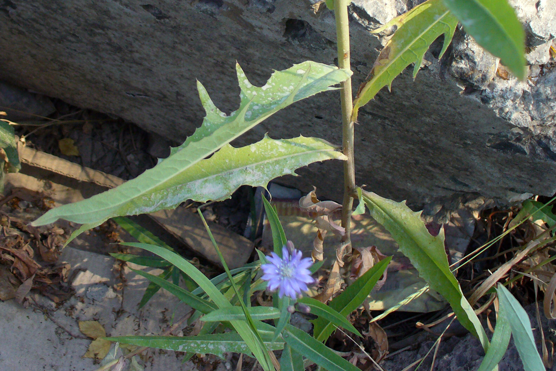 Изображение особи Lactuca sibirica.