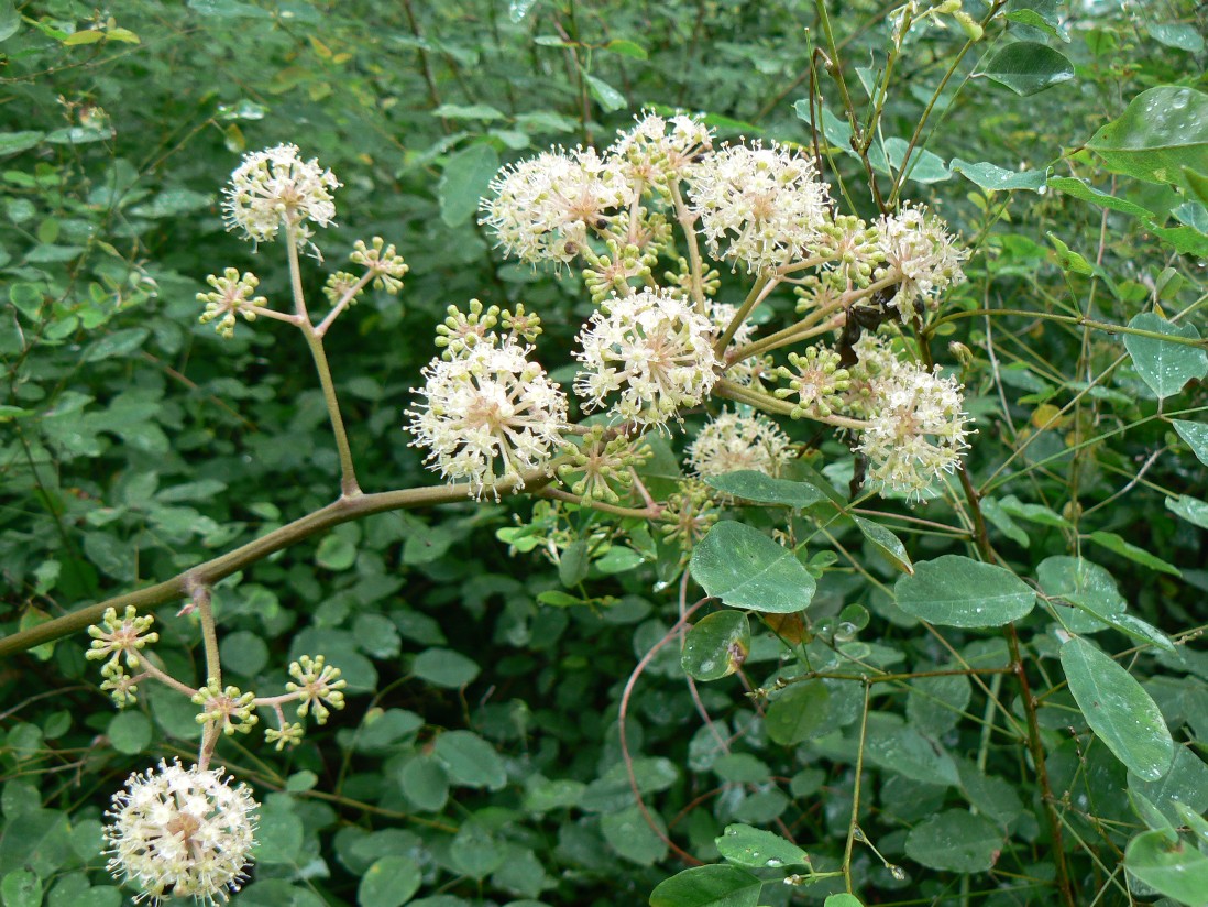 Image of Aralia continentalis specimen.