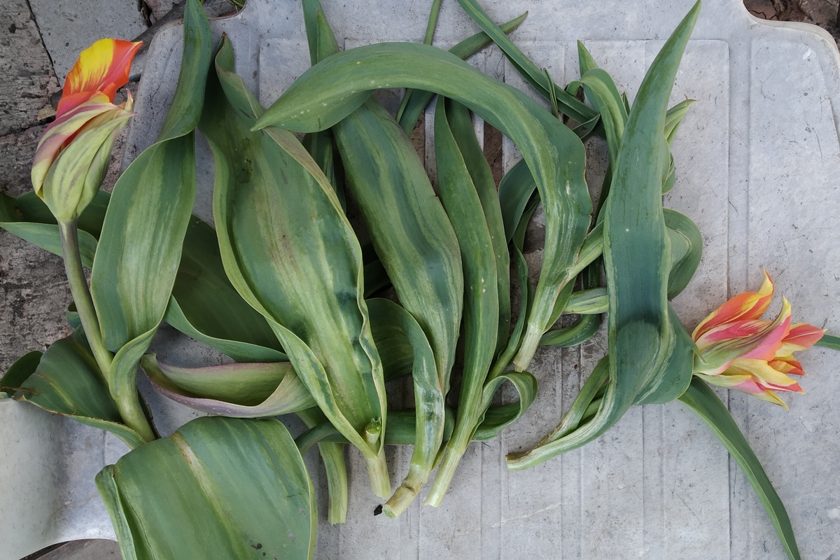 Image of genus Tulipa specimen.