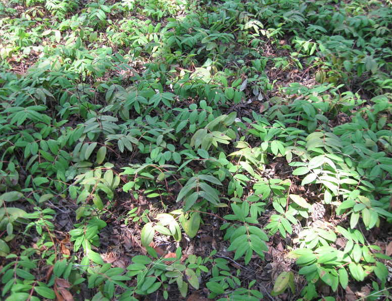 Image of Hypericum calycinum specimen.