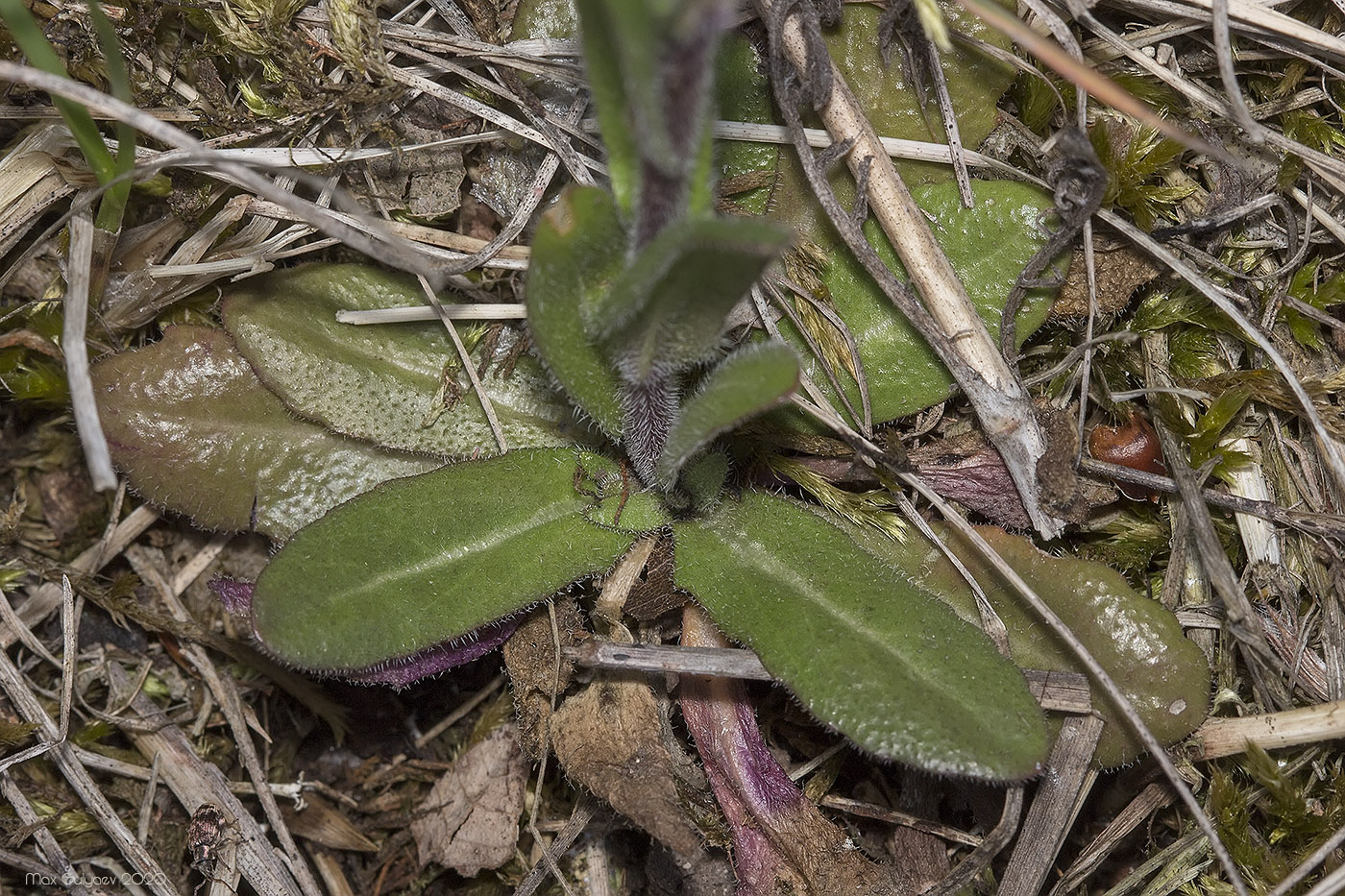 Image of Arabis sagittata specimen.