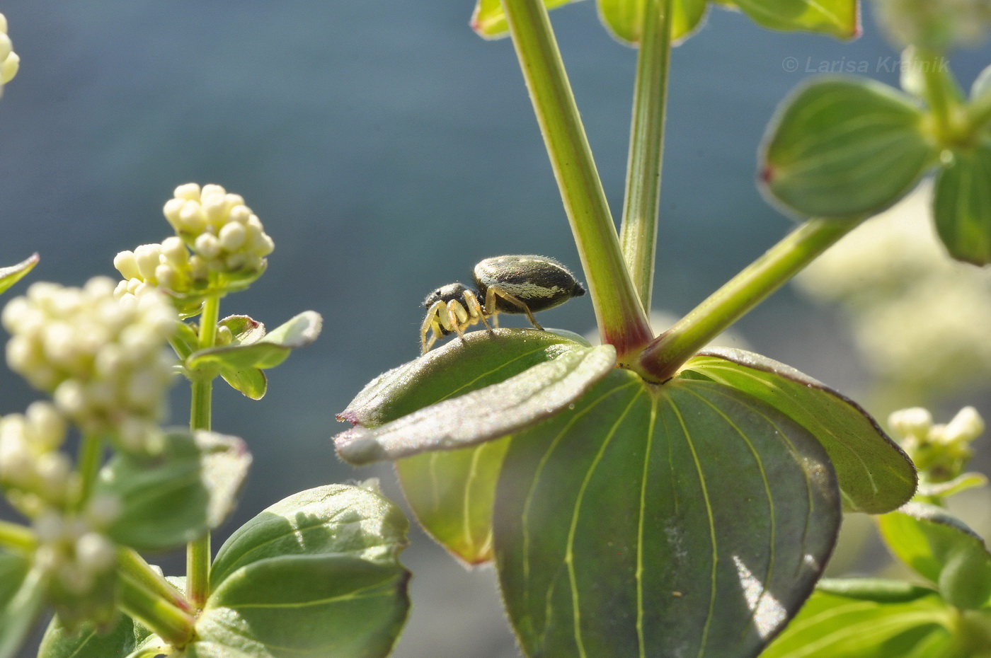 Image of Galium platygalium specimen.