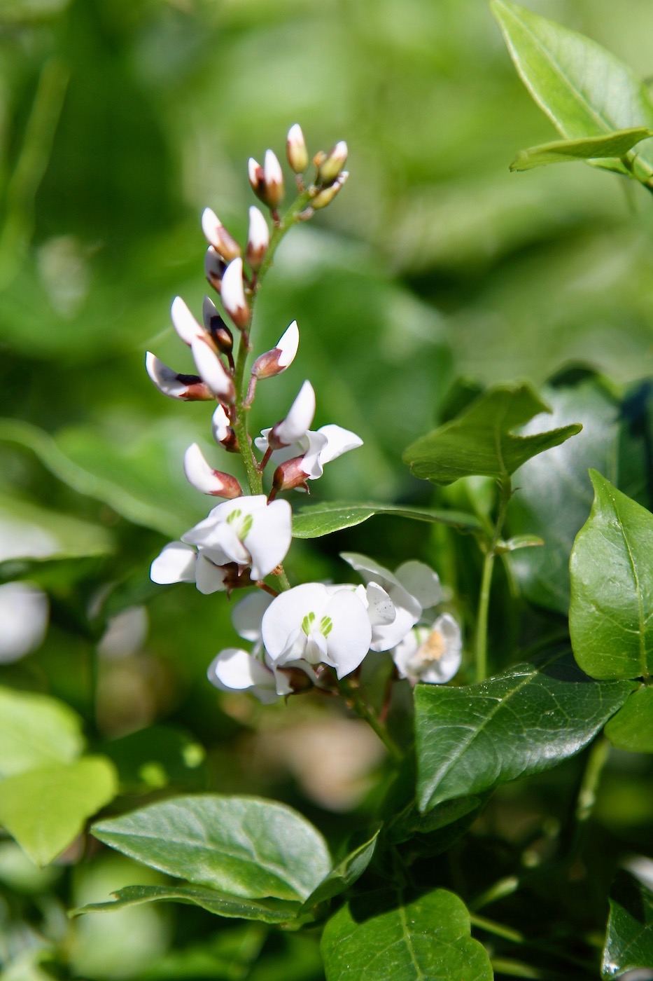 Image of Hardenbergia comptoniana specimen.