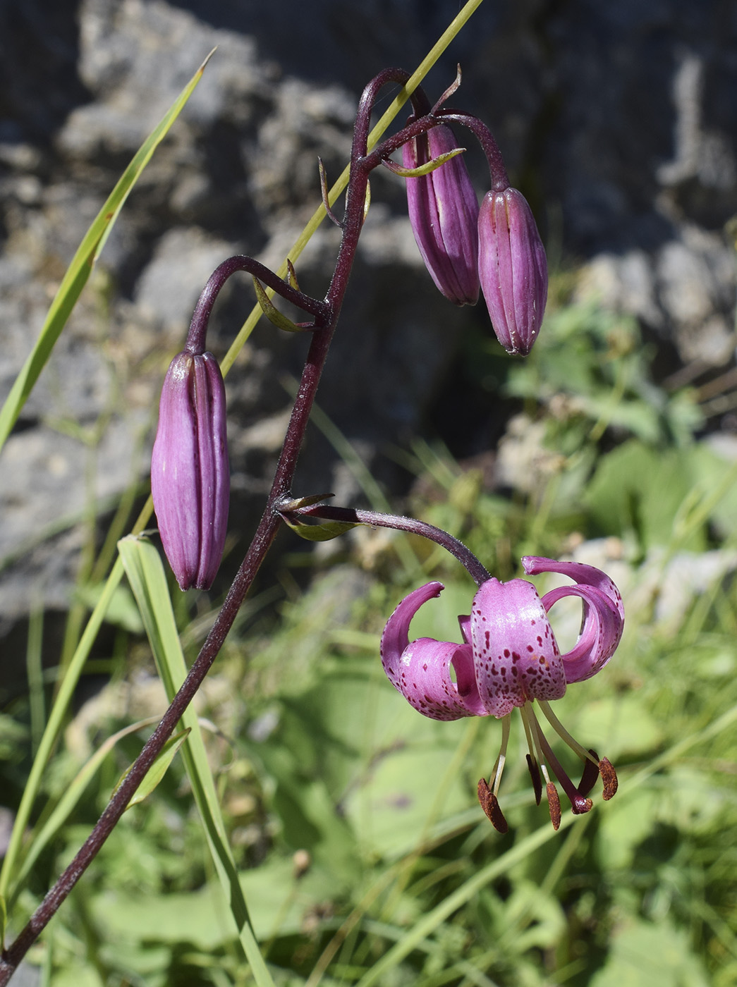 Изображение особи Lilium martagon.