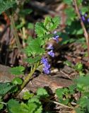 Glechoma hederacea. Верхушка цветущего растения. Московская обл., окр. г. Железнодорожный, смешанный лес. 15.05.2020.