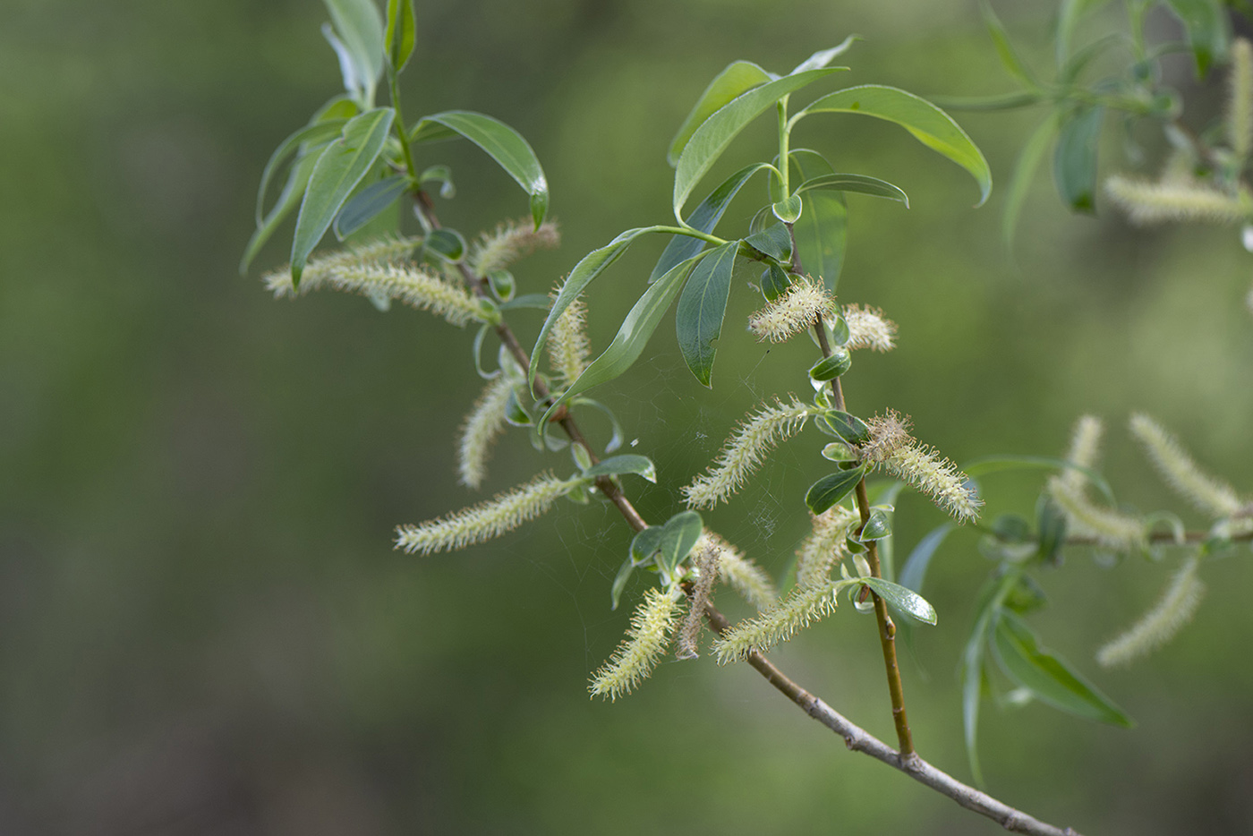 Image of genus Salix specimen.