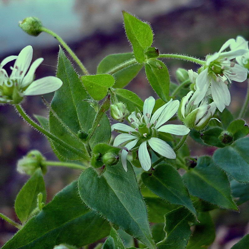 Image of Myosoton aquaticum specimen.