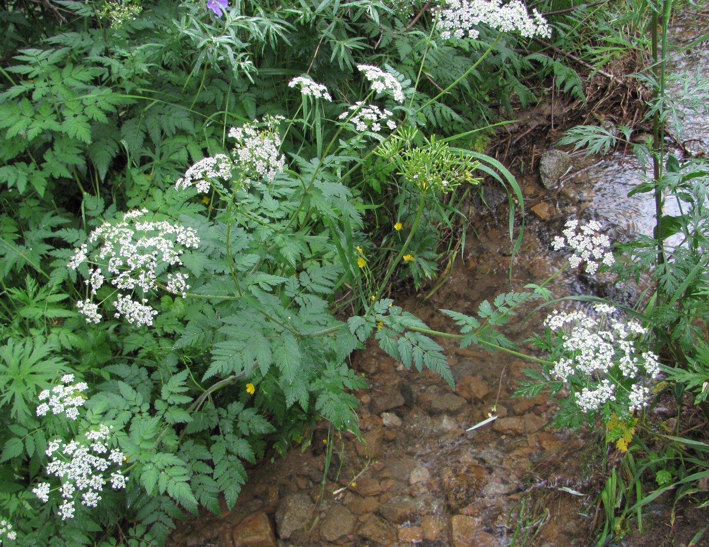 Image of Chaerophyllum aureum specimen.