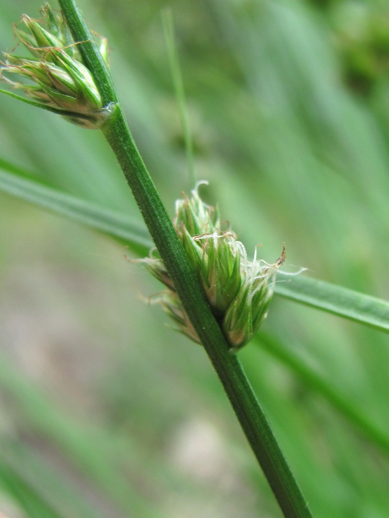 Image of genus Carex specimen.