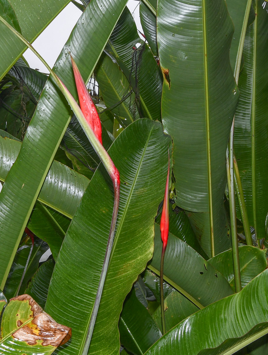 Изображение особи Heliconia subulata.