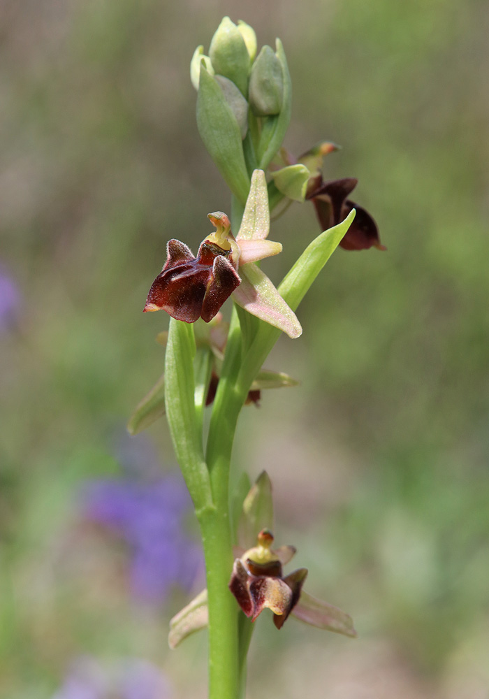 Изображение особи Ophrys mammosa ssp. caucasica.