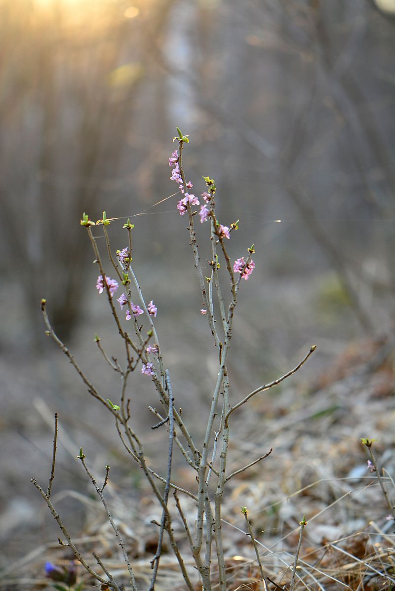 Image of Daphne mezereum specimen.