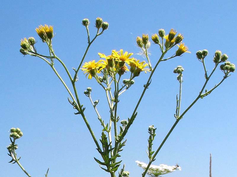 Image of Senecio grandidentatus specimen.