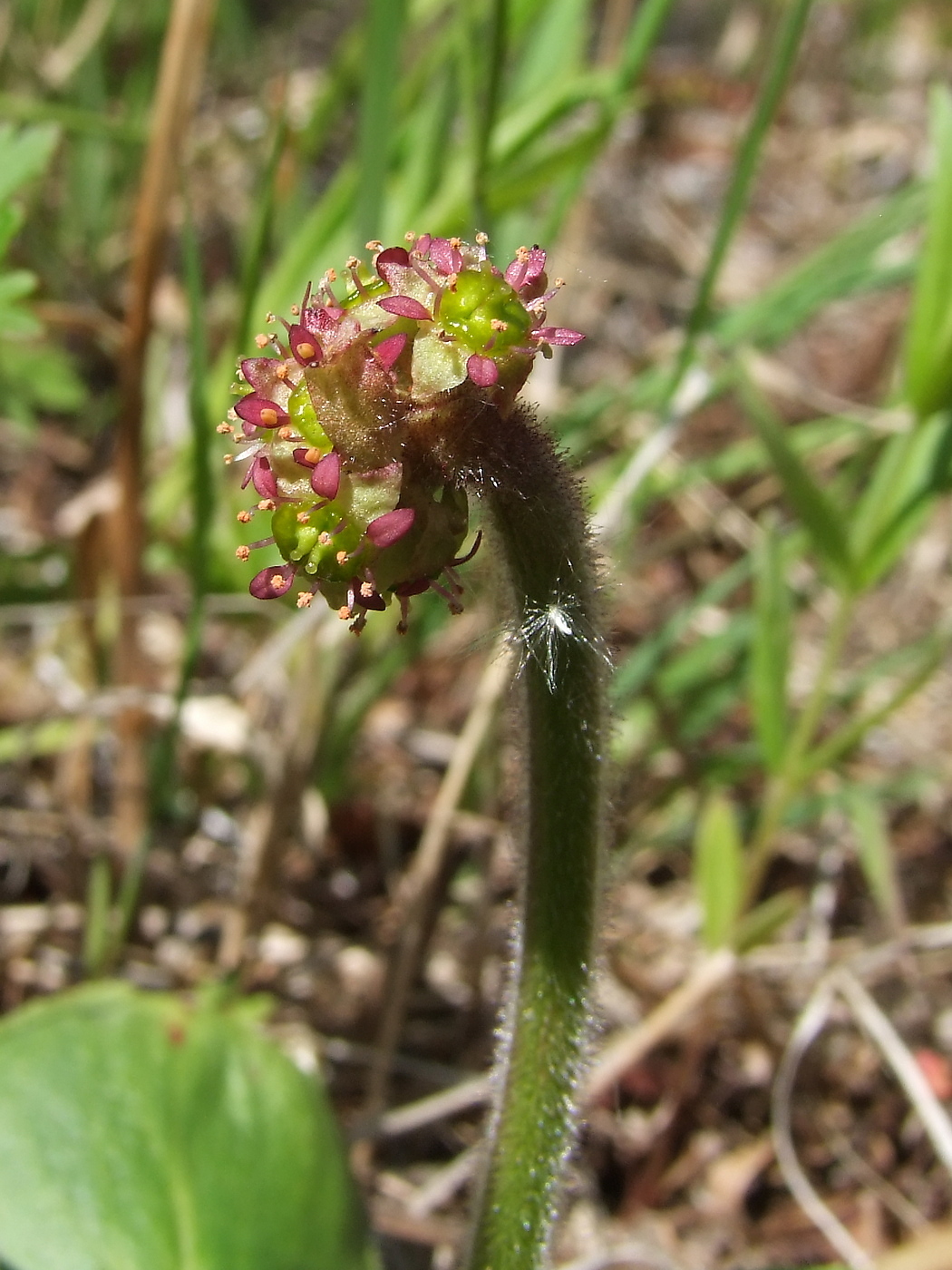 Image of Micranthes hieraciifolia specimen.