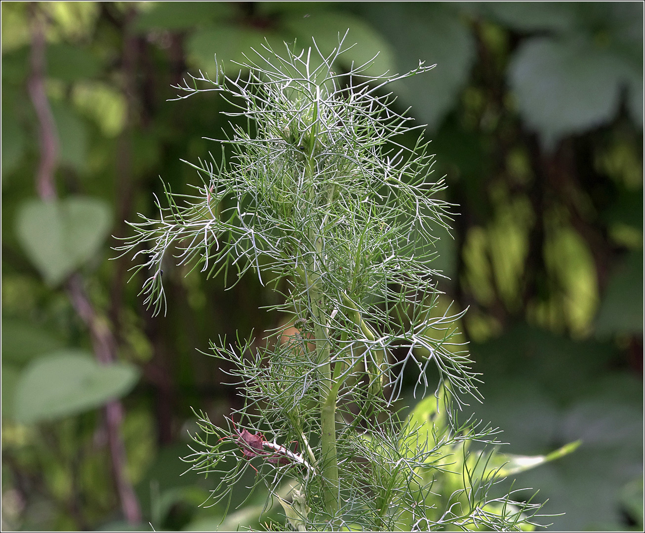 Изображение особи Tripleurospermum inodorum.